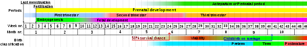 600px-Prenatal_development_table_svg.png 600px-Prenatal_development_table_svg.png