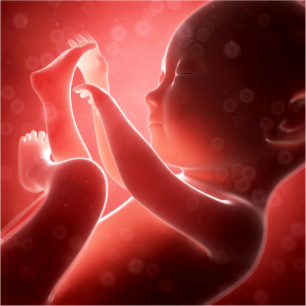 Unborn_Baby_-_red.png